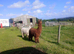 Beautiful young Suri Alpaca boys