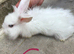 Baby lionhead