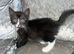 British short haired x kittens