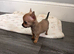 Pomchi Puppies ready to go