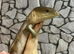 Merauke Blue Tongue Skink (poss) at Birmingham Reptiles.