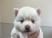 Pomsky Puppy's are ready to leave now