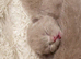 Tica registered Lilac bsh kittens