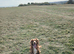 Cocker spaniel