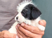 Tiniest Jackapooshih pups available