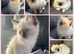 Seal point Ragdoll kittens