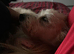 Glen of Imaal terrier male 1 year