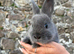 Ready now! Angora x Netherland dwarf