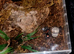 Cyriocosmus elegans Love Heart Butt tarantula adult female