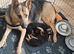 Beautiful Straight Backed German Shepherds