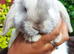 Mini lop