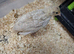 Young courtnix quail