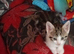 Female kitten's