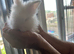 Baby bunny lion head rabbit for sale