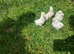 Silkie chicks