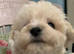 Beautiful White F1 Toy Poochon boy