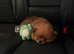 Bear the Pomeranian