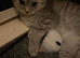 3 year old female bsh for sale