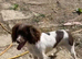 Working sprocker spaniels 4 GIRLS LEFT ONLY