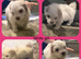 5 week old beautiful maltipoo puppies