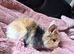 Mini lion lop