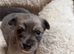 New Born Chihuahuas