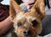 Yorkshire Terrier needs rehoming