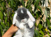 Friendly Baby Mini Lops