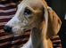 2 male lurcher puppies