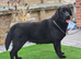 Beautiful 10 month Female Lab