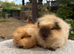 Pure Bred swiss boars (bonded father and son)