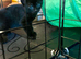 Stunning Indoor Bombay Kittens – 3 Boys & 3 Girls Available (View with Parents)
