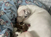 (READY IN ONE WEEK) American Bulldog puppies