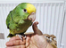 Baby double yellow headed amazon