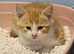Beautiful stunning Kittens ready now!!!