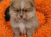 Pomeranian puppies