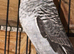 3 male black wings