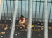 Goldfinch