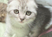 Scottish straight and Scottish fold kittens