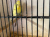 Budgies Proven pair with 1 youngin