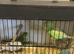 Young newly fledged