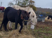 Beautiful yearling Filly For Sale