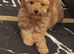 Toy poodle girl