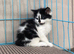 Long haired kittens