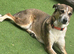 Female dog aged 5