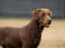 KC Reg Chocolate stud with FTCH Pedigree & 0/0 Hips