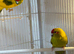 Breeding pair of kakarikis