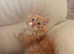 Ginger/White Long Hair Maine Coon X
