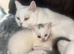 Mixed British short hair kittens