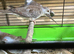 Diamond Doves x 6 this years birds